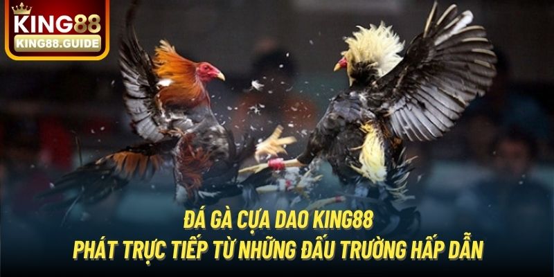 Đá gà cựa dao King88 phát trực tiếp từ những đấu trường hấp dẫn