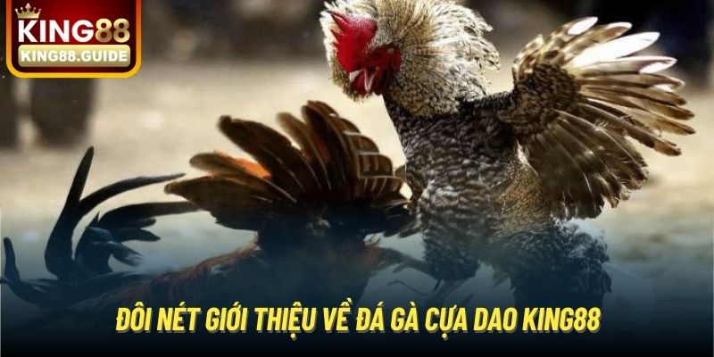 Đôi nét giới thiệu về đá gà cựa dao King88