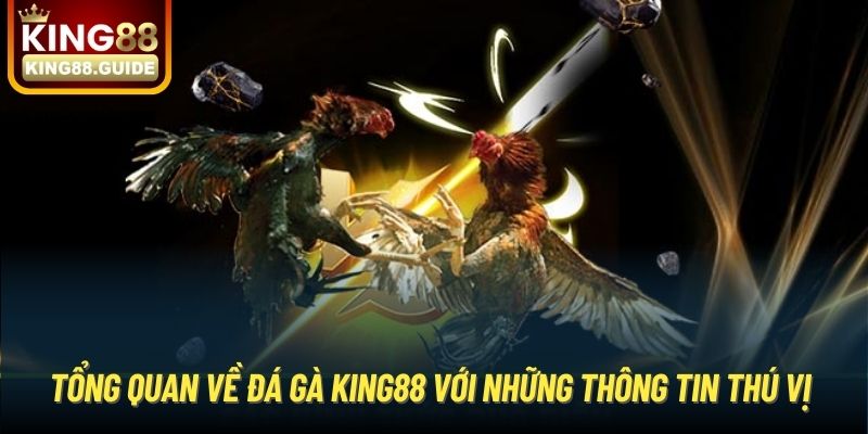 Tổng quan về đá gà King88 với những thông tin thú vị